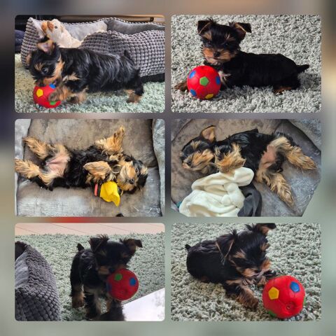 a  r&eacute;server chiots   de type  yorkshire terrier 1500 59540 Caudry
