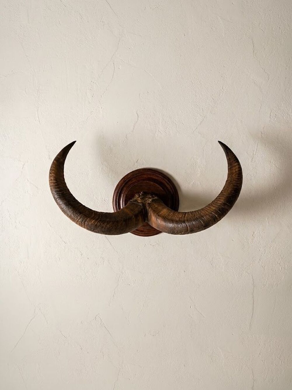 Cornes de Buffle Décoration