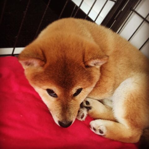Saillie Mâle Shiba Inu Roux LOF confirmé 550 44000 Nantes