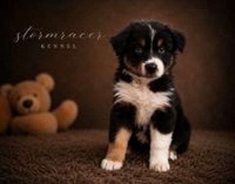   Chiots type Berger Australien 