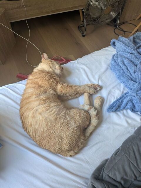chat fiv dont libre  0 06000 Nice