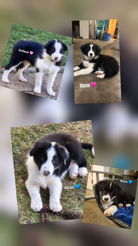 Chiots border-collie lof 950 38150 Salaise-sur-sanne