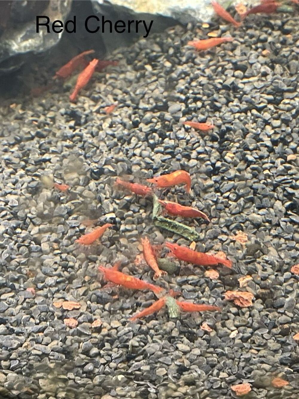 neocaridina par lot de 10 Décoration