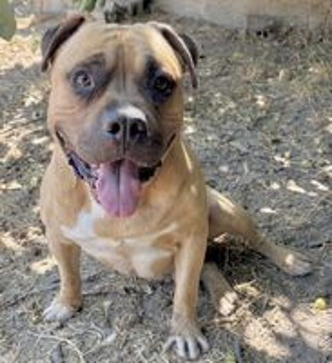   BOBINO, amstaff LOF, 7 ans SAUVETAGE 