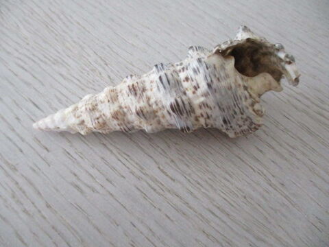 coquillage 8 Castres (81)