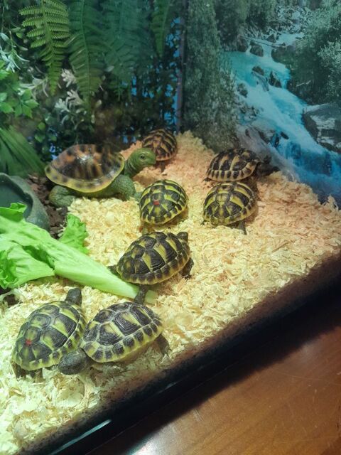 5 tortues de terre 50 84200 Carpentras