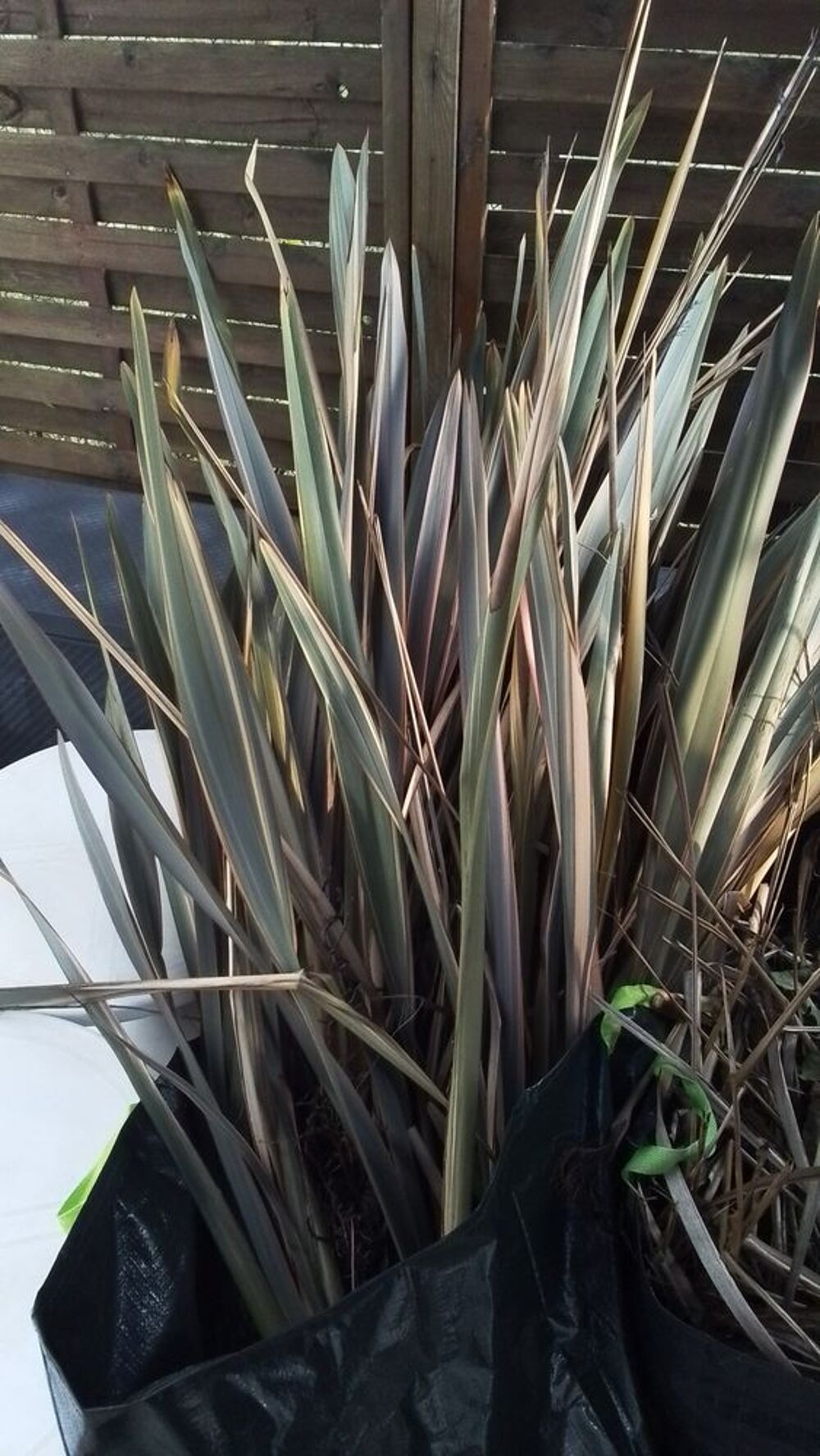 plantes d&eacute;coratives pour le jardin. Jardin