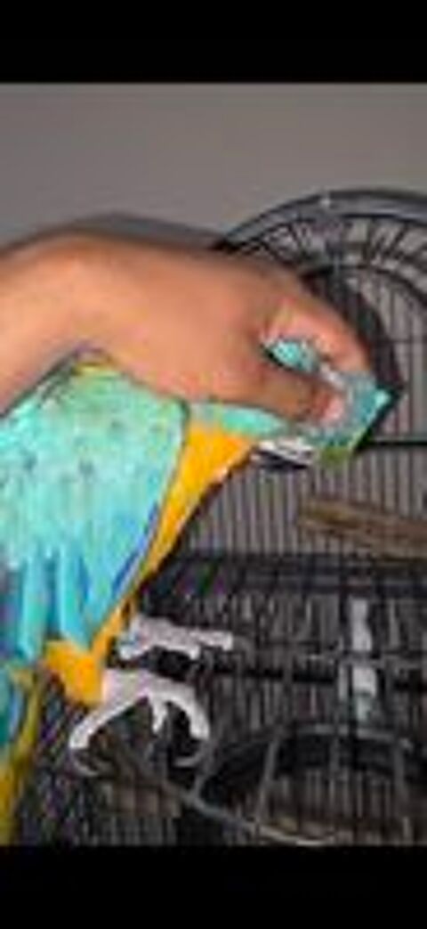   Perroquet Ara ararauna 