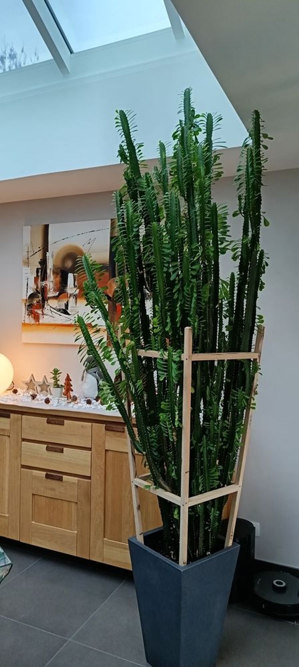 Magnifique cactus Décoration
