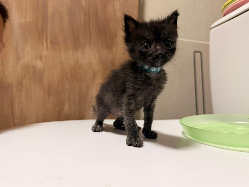   Chat BLUEY à l adoption 