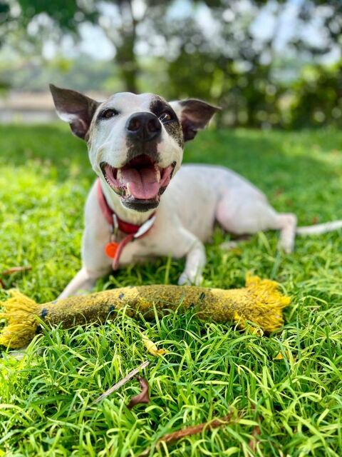 Hanae, femelle crois&eacute;e berger n&eacute;e le 03/11/2023 🐶 380 39000 Lons-le-saunier