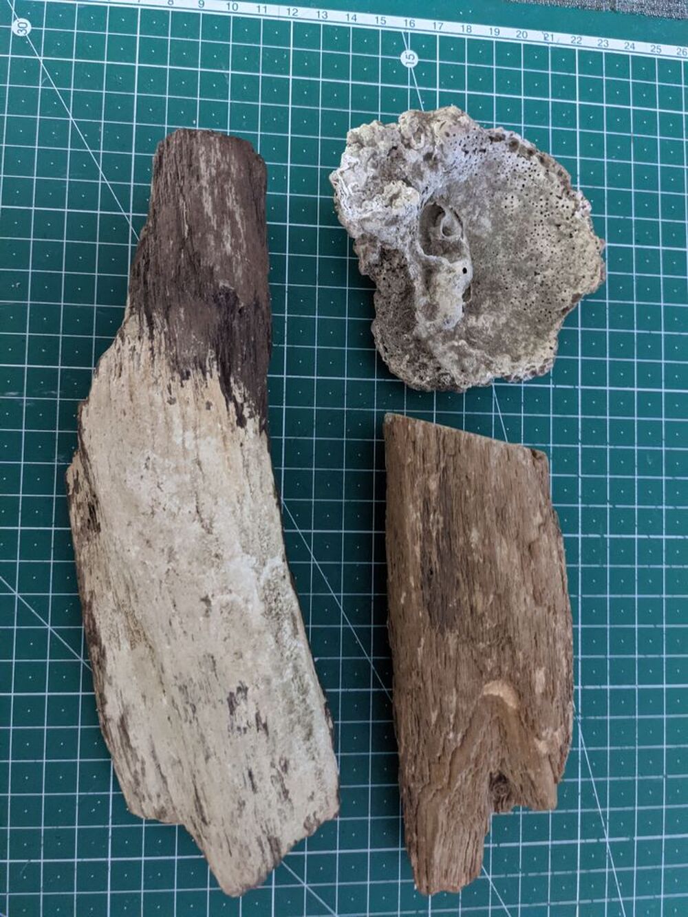 3 fossile 2 branches d'arbre bois fossilis&eacute; avec mousse + hu Décoration