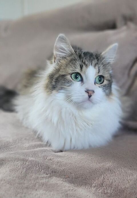 Axel : un chat sensible au c�ur tendre 200 22100 Saint-h�len