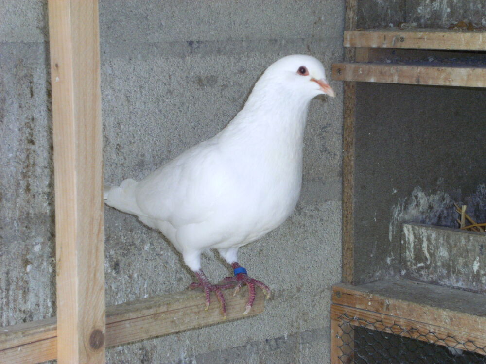   Pigeons de chair 