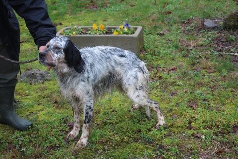 Chien VEGAS &agrave; l adoption 250 47160 Caubeyres