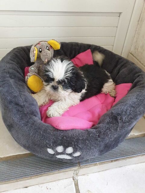 SPLENDIDE BEBE SHIH TZU FEMELLE  NOIR ET BLANCHE.. 620 86400 Civray