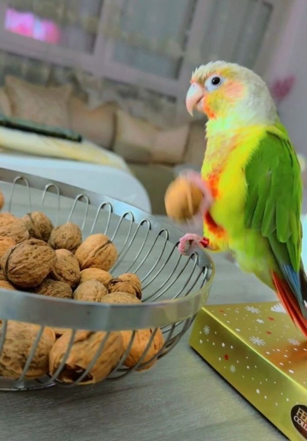   Conure ananas 