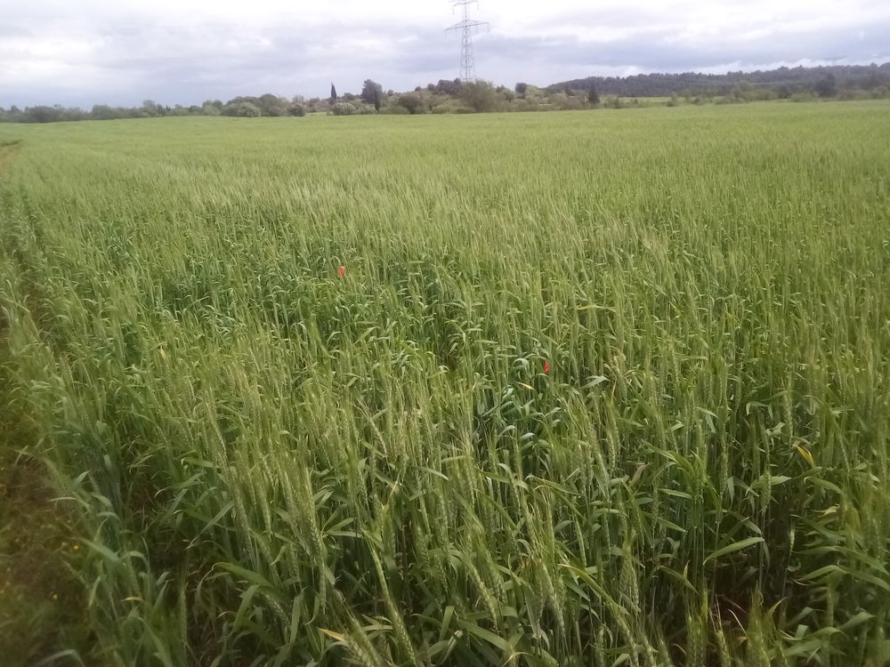 Vente Terrain Terrains agricoles Castelnau-d'aude