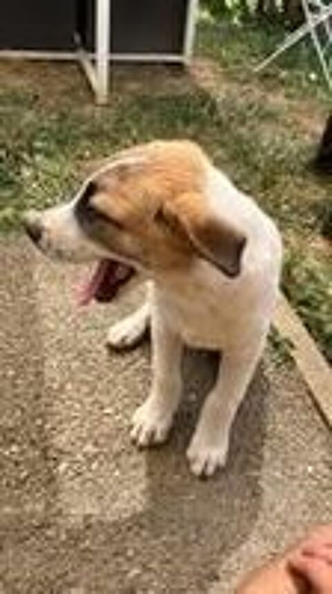   Chien TAC à l adoption 