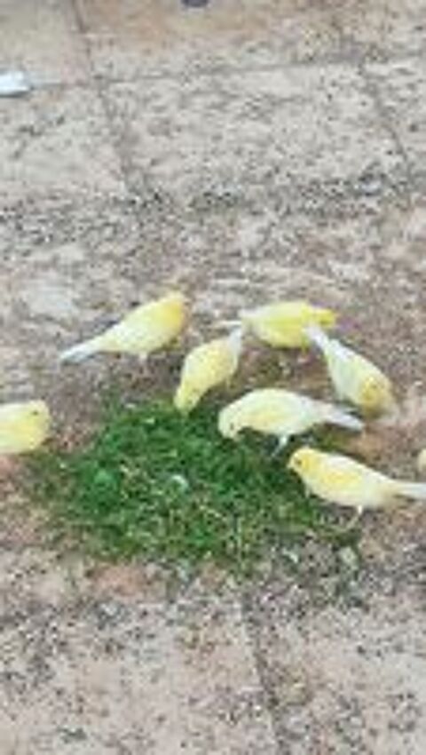   Canaris Harz 