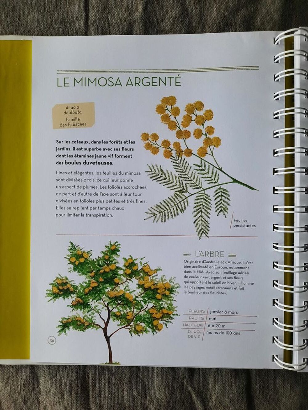 L'herbier des feuilles Livres et BD