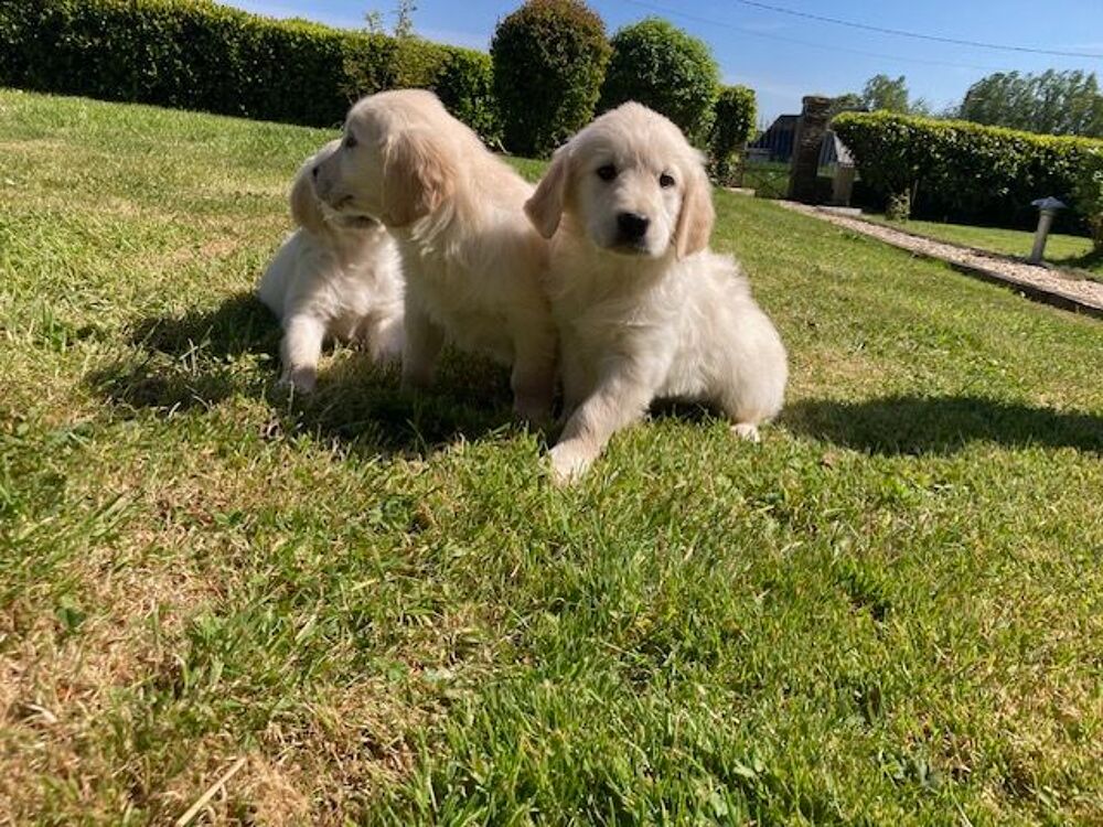   chiot golden retriever
