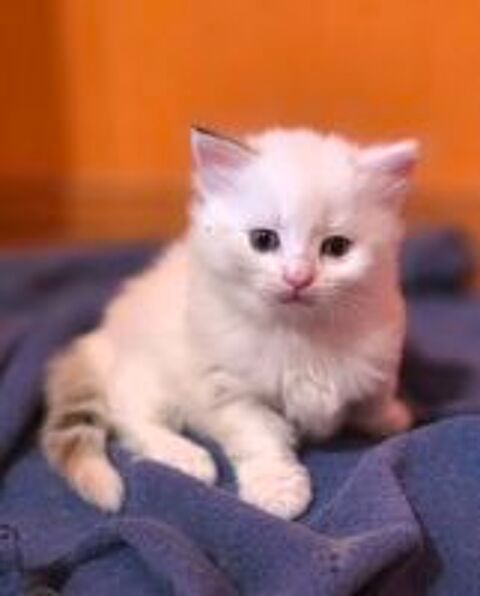   Adorables chatons siberiens 