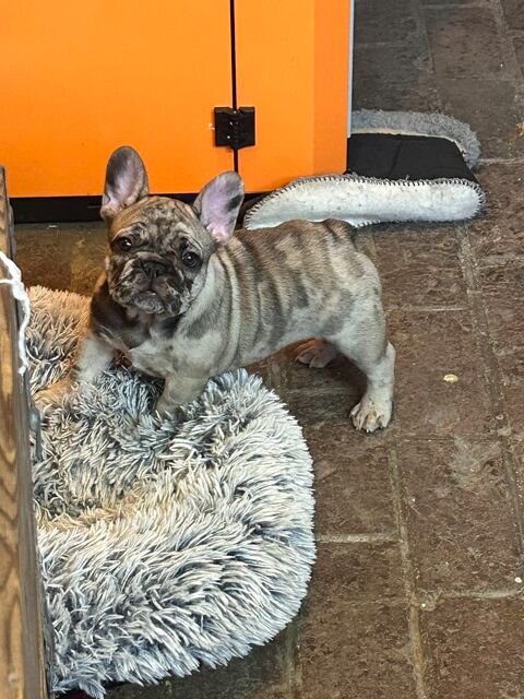 Petit chiot femelle/ Disponible 0 60350 Attichy