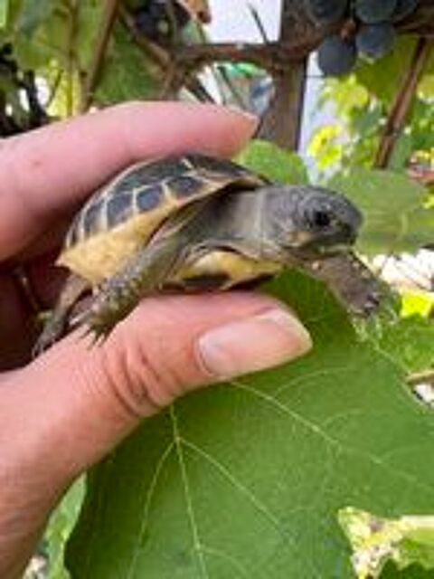   Tortue 1, 2 et 3 ans (ile de France 91)

