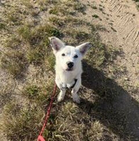   Geralt à l'adoption 
