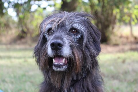 Max, l'amoureux des humains - A adopter 90 35150 Chanteloup