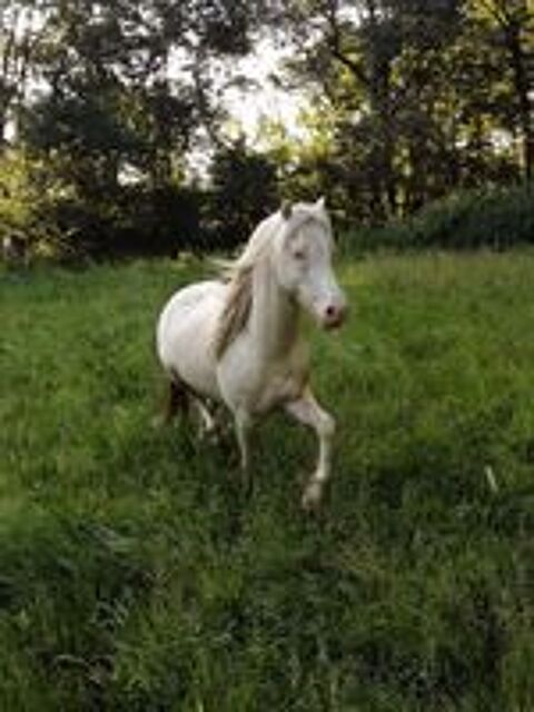   IDALGO, gentil poney ONC crme  adopter via l'association UMA 