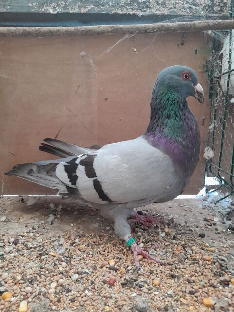 Pigeon romain 50 24130 Prigonrieux