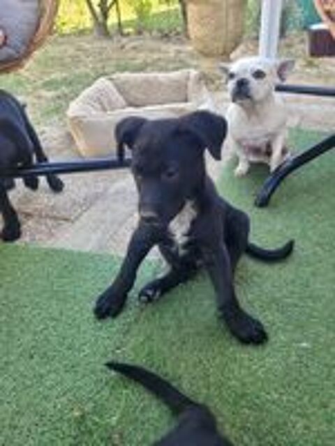   3 chiots 