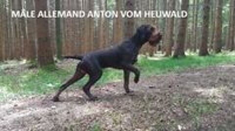   1 chiot DRAHTHAAR male marron dispo 10 juil  