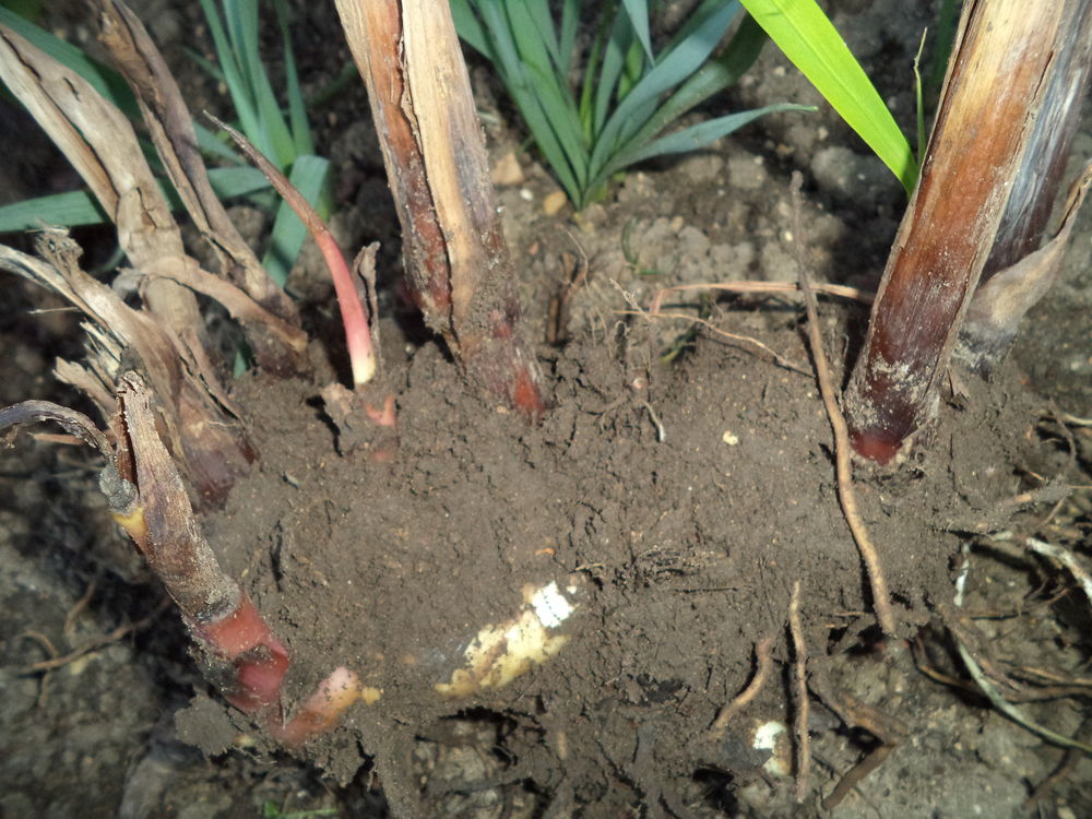 Bulbes de Cannas rouge beau feuillage Jardin