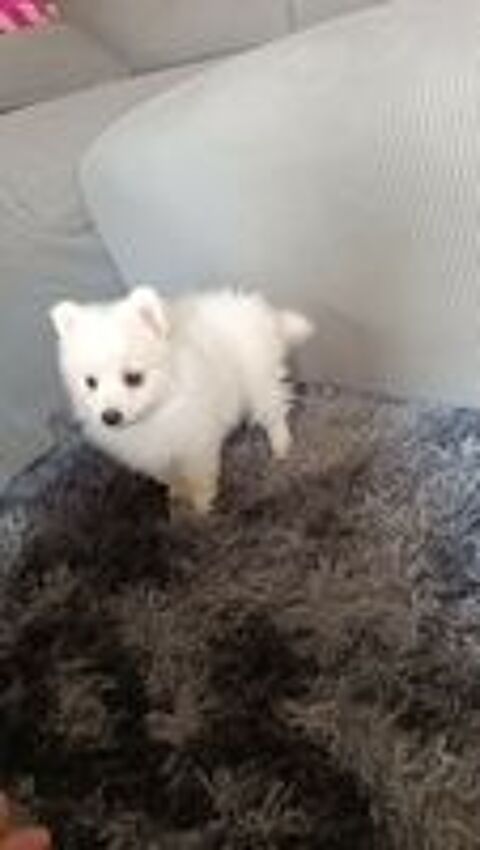   Spitz japonais lof 
