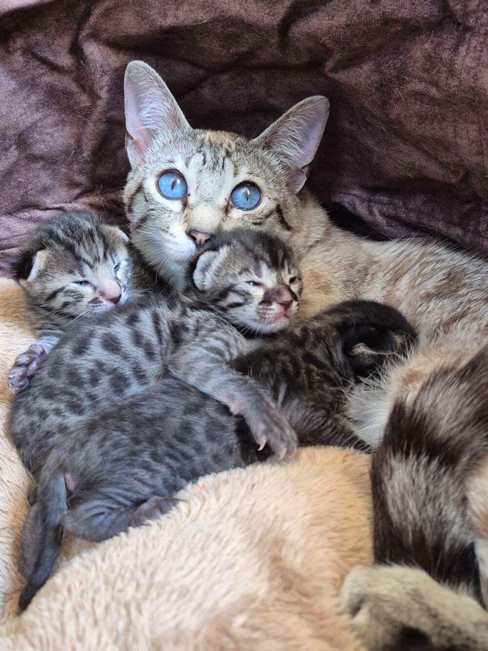   Magnifiques chatons savannah LOOF 