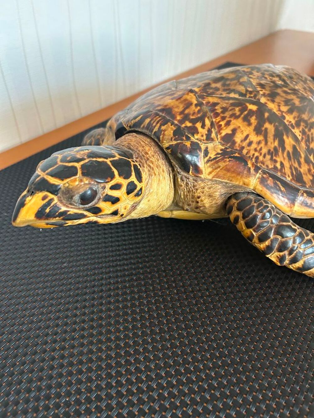 Tortue naturalis&eacute;e 