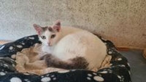   TESS femelle blanche et tigr�e 4 ans 
