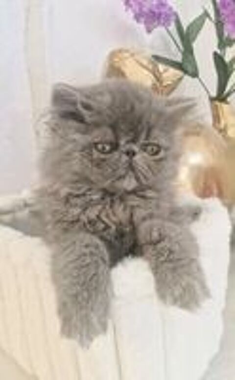   VENDS RESTE UNE FEMELLE  LOOF BLEUS 