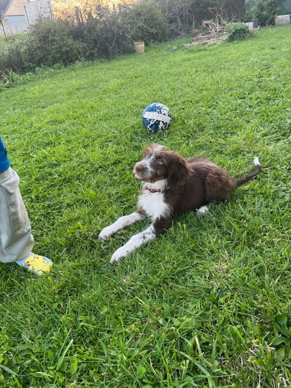   , donne 5 chiots bâtards de 5 mois 3 semaines 