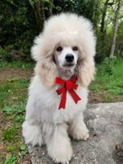   Chiot Caniche Nain Blanc LOF 