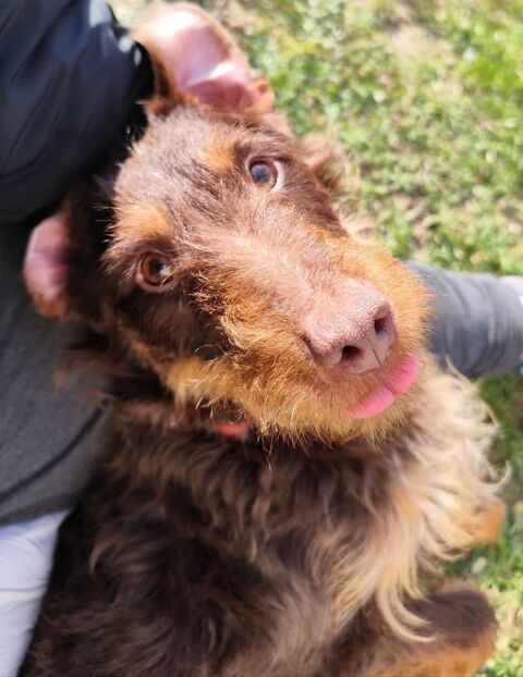 Ulysse, adorable Jagd Terrier 50310 Ozeville