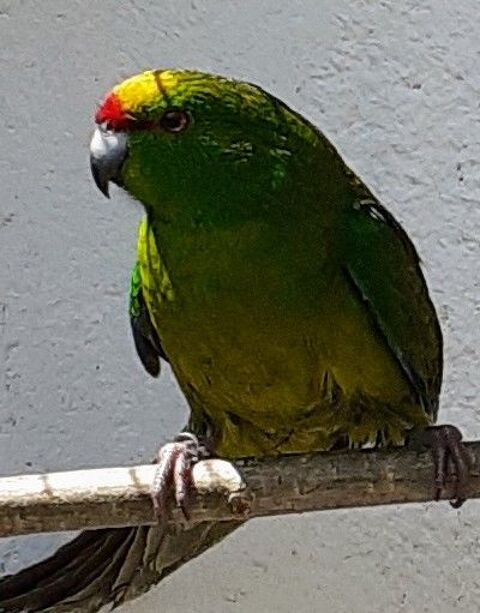 Perruches &agrave; front jaune 40 22380 Notre dame du guildo
