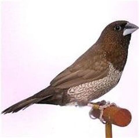   Oiseaux exotiques 