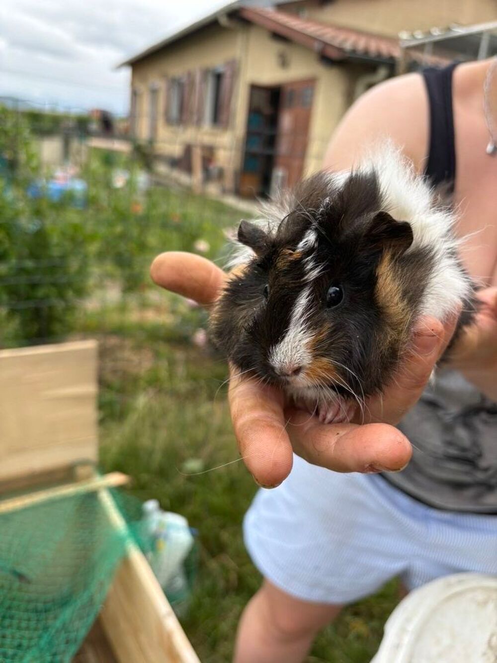 cochon d inde Jardin