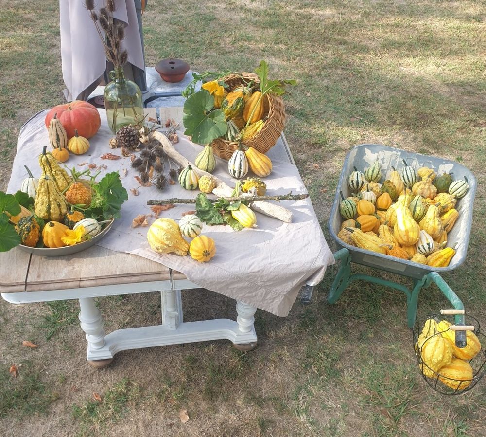 COLOQUINTES et COURGES d&eacute;coratives Décoration