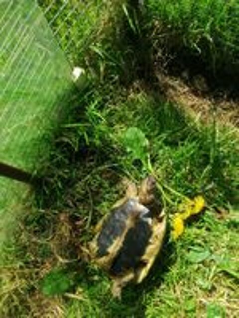   Tortue de terre 12 ans  