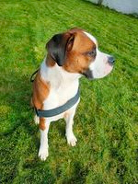   Marty, affectueux croisé Saint Bernard et Bouledogue Américain 
